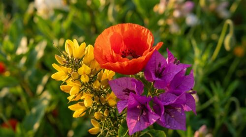 3 flores para semear em fevereiro para um jardim ultra colorido durante todo o verão