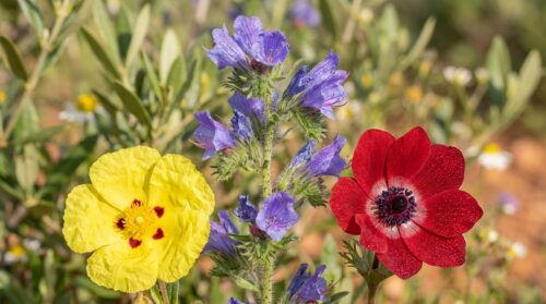 Esquecemos sempre essas 3 flores todo fevereiro: como elas transformam o jardim e por que sua ausência prejudica os polinizadores