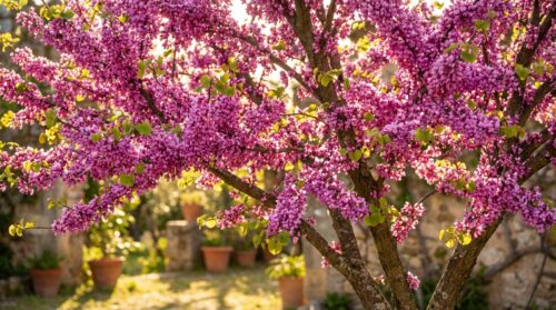 Esta árvore cresce tão rápido quanto o bambu, mas a sua floração espetacular muda tudo no jardim