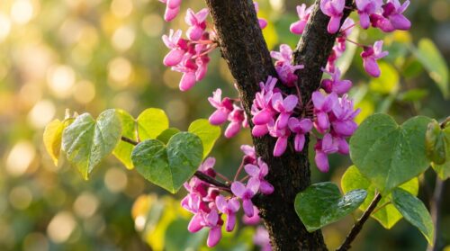 Esta árvore cresce tão rápido quanto o bambu, mas a sua floração espetacular transforma o seu jardim