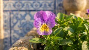 Frequentemente negligenciada, esta flor é no entanto perfeita para alegrar varandas e jardins antes da chegada da primavera