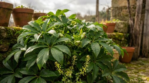 Jardineiros: esta perene de sombra inesperada ilumina o inverno, alimenta as abelhas e bloqueia as ervas daninhas